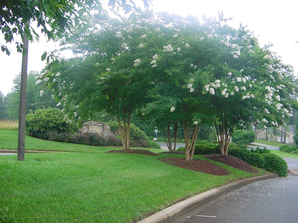 Crepe Myrtles